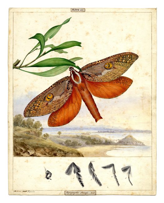 Original watercolour by Helena Scott (AMS193/3) - Bent-wing swift moth - Reproduced with the kind permission of the Australian Museum Archives